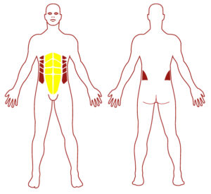 Pictogramme illustrant les groupes musculaires sollicités par l'utilisation de cet équipement. FITPARK
