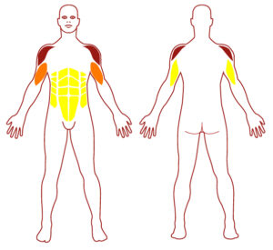 Pictogramme illustrant les groupes musculaires sollicités par l'utilisation de cet équipement. FITPARK