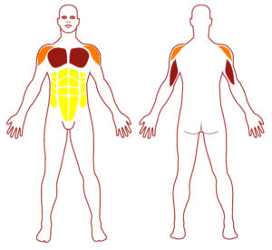 Muscles FP0302 - Porteur FP - FITPARK Pictogramme illustrant les groupes musculaires sollicités par l'utilisation de cet équipement. FITPARK